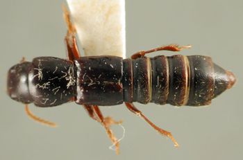 Media type: image;   Entomology 20240 Aspect: habitus dorsal view